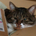 ねこママ