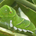 未来