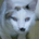 OriCat
