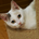 minsuke2