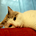 sune