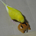 muku