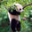 liang