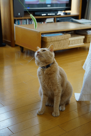 猫じゃらしアタック2.gif