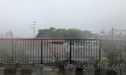 IMG_8060_batch.jpg