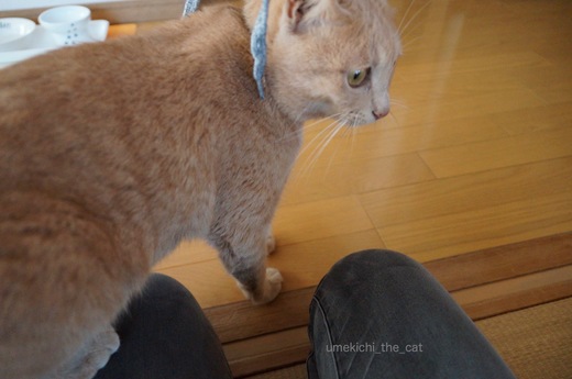 DSC00916.jpg