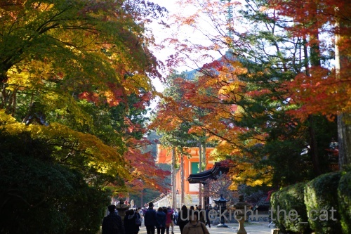 DSC02683_batchハロ.jpg