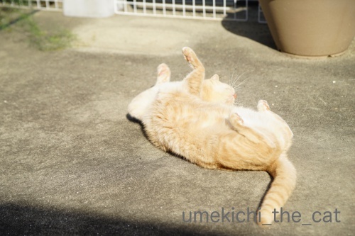DSC02759_batchハロ.jpg