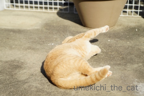 DSC02763_batchハロ.jpg