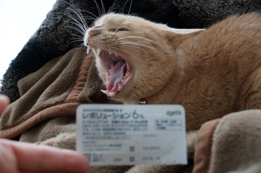 DSC03085.JPG