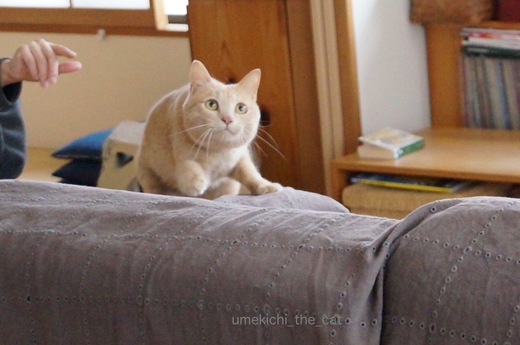 DSC03118.jpg