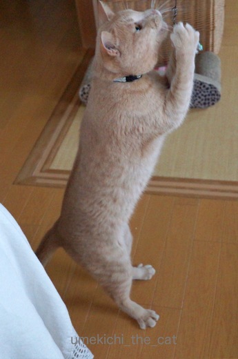DSC03343.jpg