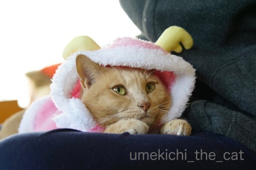 DSC03407_batch.jpeg