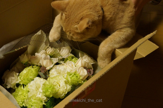 DSC03521.jpg