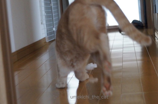DSC03985.jpg