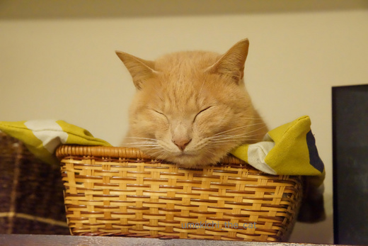 DSC04303.jpg