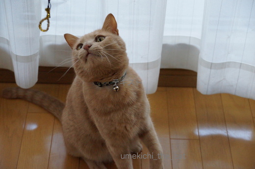 DSC04344.JPG