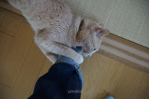 DSC04727.jpg