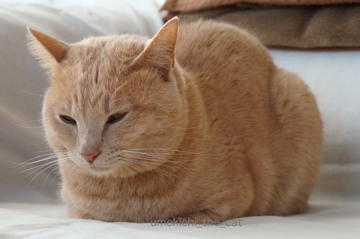 DSC04856.JPG