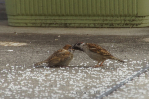 DSC07926.jpg