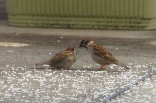 DSC07934.jpg