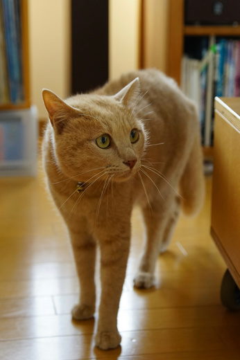 DSC08096.jpg