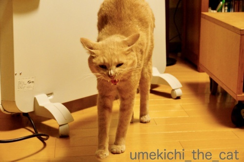 DSC08218_batch.jpeg
