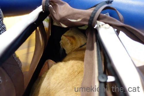 DSC08225_batch.jpeg