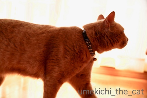 DSC08299_batch.jpeg