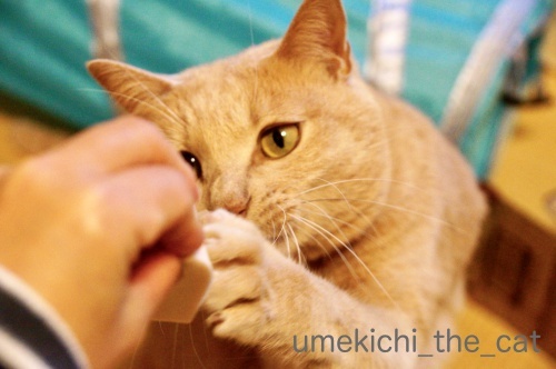 DSC08400_batch.jpeg