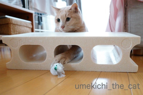 DSC08767_batch.jpeg