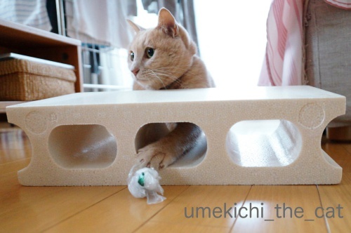 DSC08768_batch.jpeg