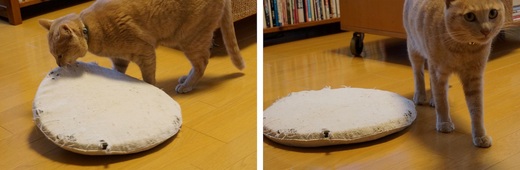 がぶがぶ1.jpg
