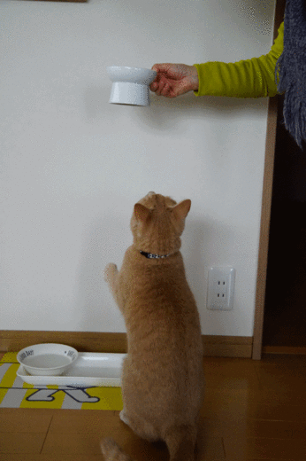 ごはんちょうだい.gif