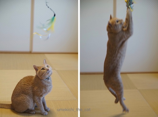 じゃらしあそび.jpg