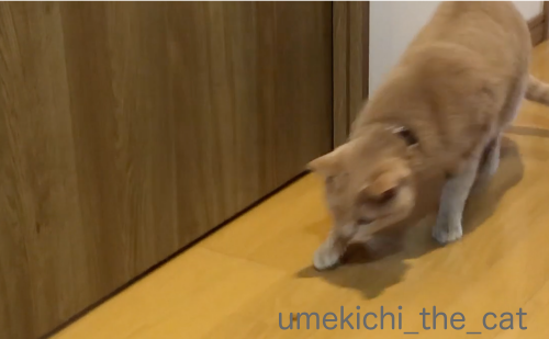 スクリーンショット 2019-01-28 15.45.25_batch.png