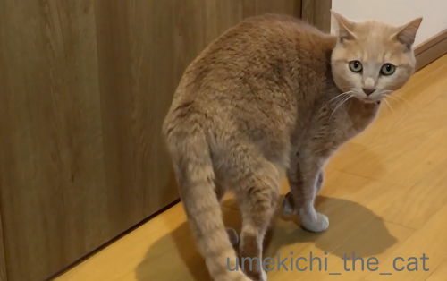 スクリーンショット 2019-01-28 15.46.26_batch.png