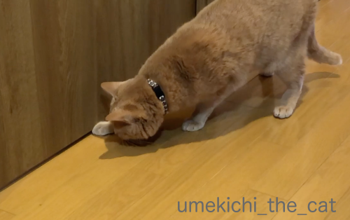 スクリーンショット 2019-01-28 15.47.08_batch.png