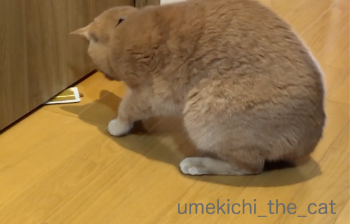 スクリーンショット 2019-02-03 14.44.31_batch.png