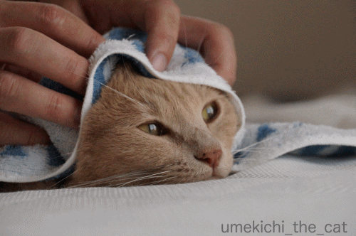 タオル越しにワシャワシャ.gif