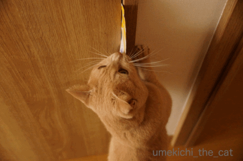 フタおもちゃ.gif