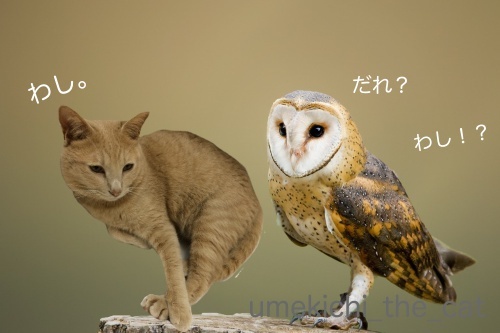 メンフクロウ梅吉.jpg