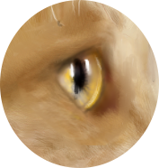 梅吉の視線.png