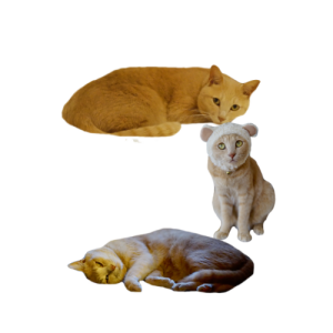 猫文字コ_batch.png