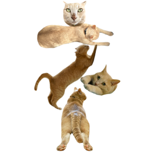 猫文字ネ_batch.png