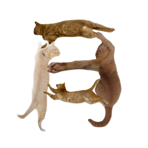 猫文字月_batch.png