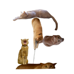 猫文字正_batch.png