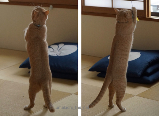 立ち上がる.jpg