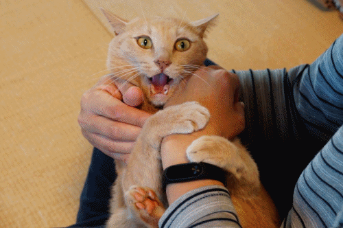 anigif.gif