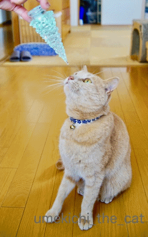 anigif.gif